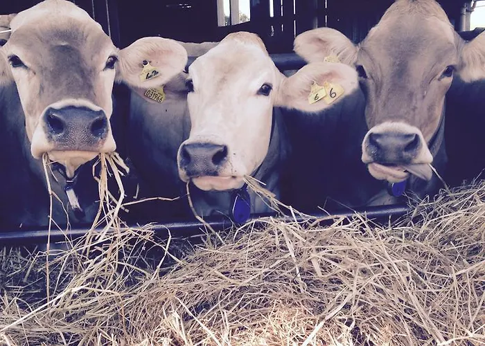 Colle Tripio * Guardiagrele